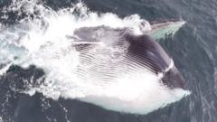 Moment giant fin whale's huge mouth engulfs thousands of tonnes of water