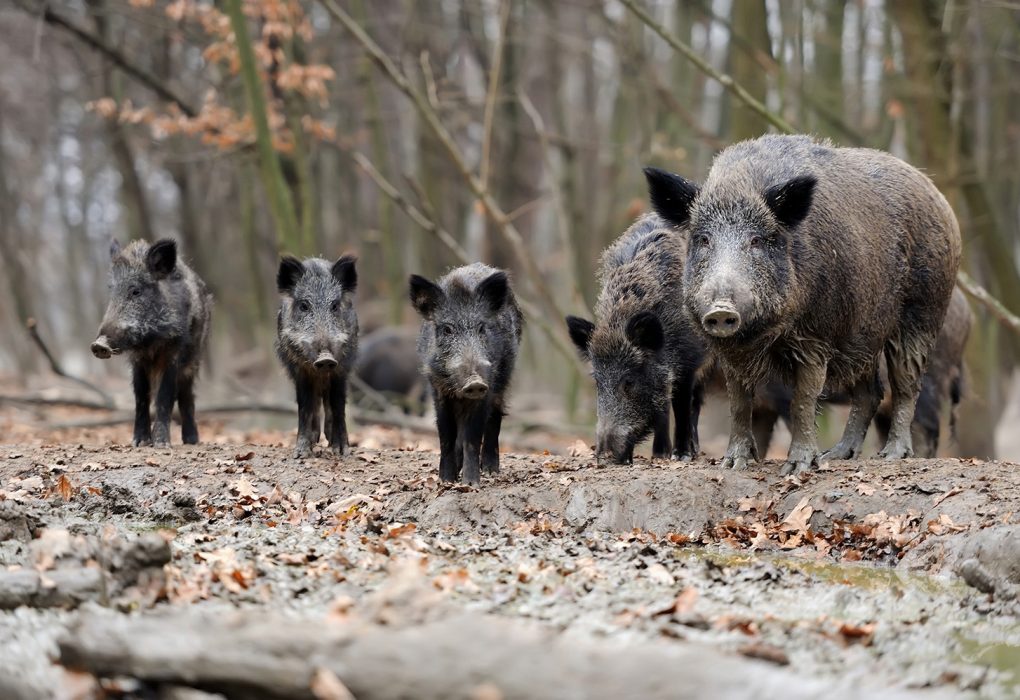 Controlling Feral Hogs Can Work