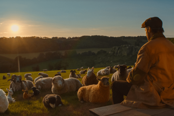 ‘The Sheep Detectives’ Is A Must-See – ScreenHub Entertainment – ScreenHub Entertainment