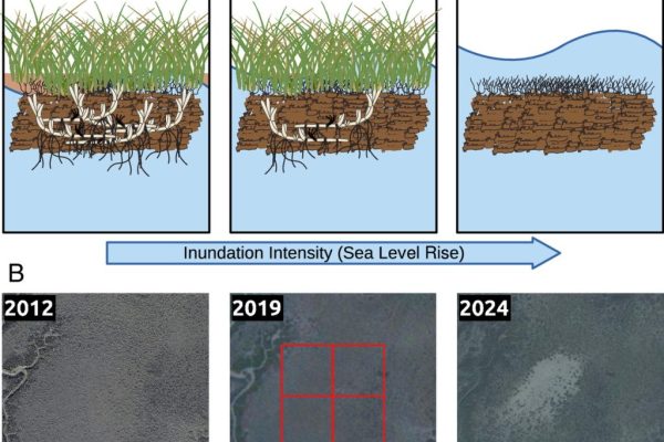 Coffee Break: HIV Therapy, HPV Vaccine, Data Centers, Ecological Collapse, and Wendell Berry