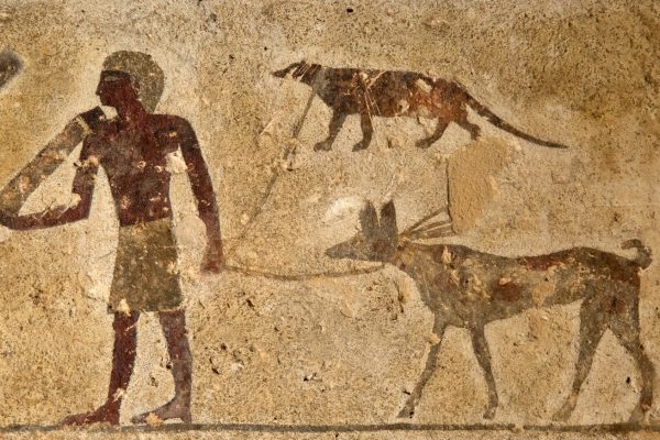 Egyptian Mangoose, a Mysterious Visitor in Fayoum Turns Out to Be an Ancient Ally